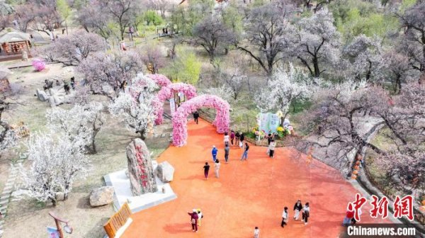 华丰金服 （乡村行·看振兴）400年“红杏遗村”旅游热：阴山脚下“杏”福满园