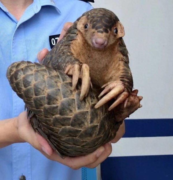 金股配资网 国家一级保护动物出现！警方快速处置！