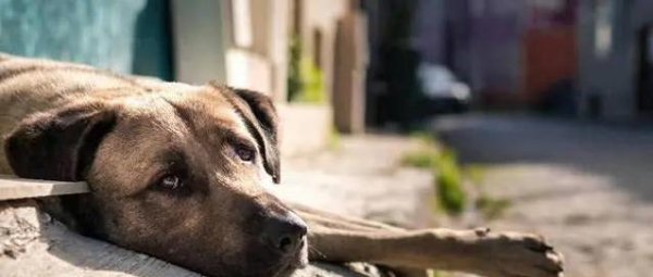 富裕配 老狗悄悄离家藏角落，它为何不告而别？