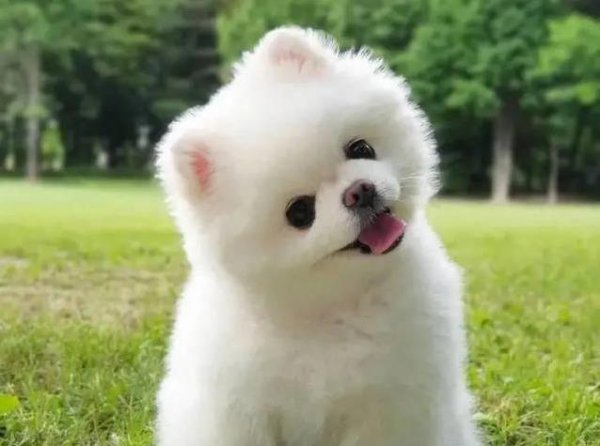 点点赢 狗狗掉毛像下雪，家却一尘不染，真有妙招？